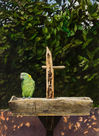 Stuart Gentling: a 1970's Texas drybrush watercolor painitng depicting a green parrot on a birdfeeder
