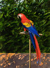 Stuart Gentling: a 1970's Texas watercolor painting depicting a brillantly colored parrot on a stand