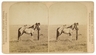 F.J. Haynes stereoview of the Indian pony gifted to President Chester Arthur on his tour of Wyoming and Montana