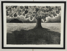 Charcoal and oil stick drawing by Susan Crowder (American, 20th/21st Century), Hawthorn #14, 1999