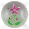 Early Victor Trabucco floral paperweight. A five petal pink flower blossom with two buds, green leaves and stem is signed on the underside with a