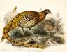 Daniel Giraud Elliot (American, 1835 to 1915), <i>Phasianus Insignis</i>, hand-colored lithograph from <b><i>A Monograph of the Phasianidae</i></b>