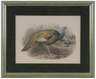 J. Wolf & J. G. Keulemans watercolor, Meleagris Ocellata